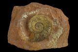 Jurassic Ammonite (Parkinsonia) Fossil - Sengenthal, Germany #129413-1